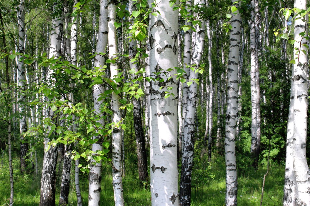 Similar – birch. Environment Nature