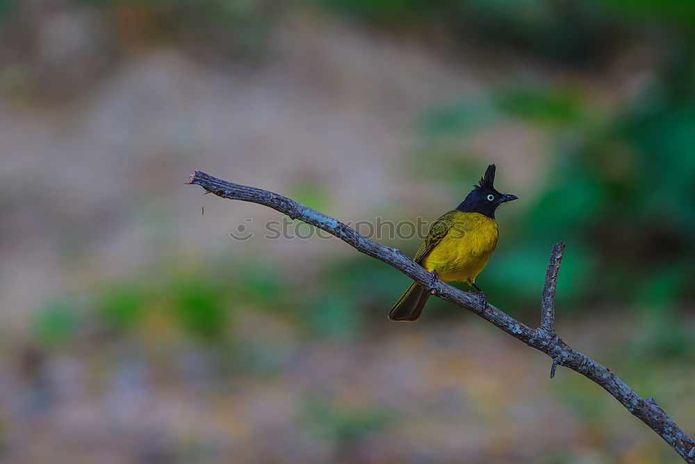 Similar – Weaver bird acrobatics