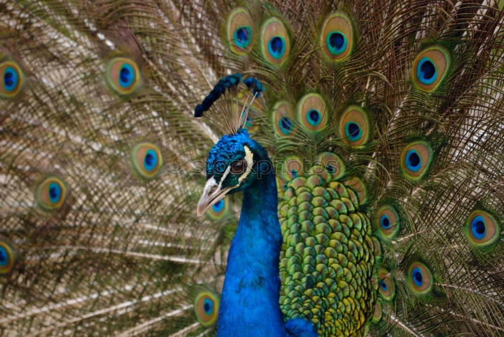 Similar – Image, Stock Photo Peacock, turning a wheel