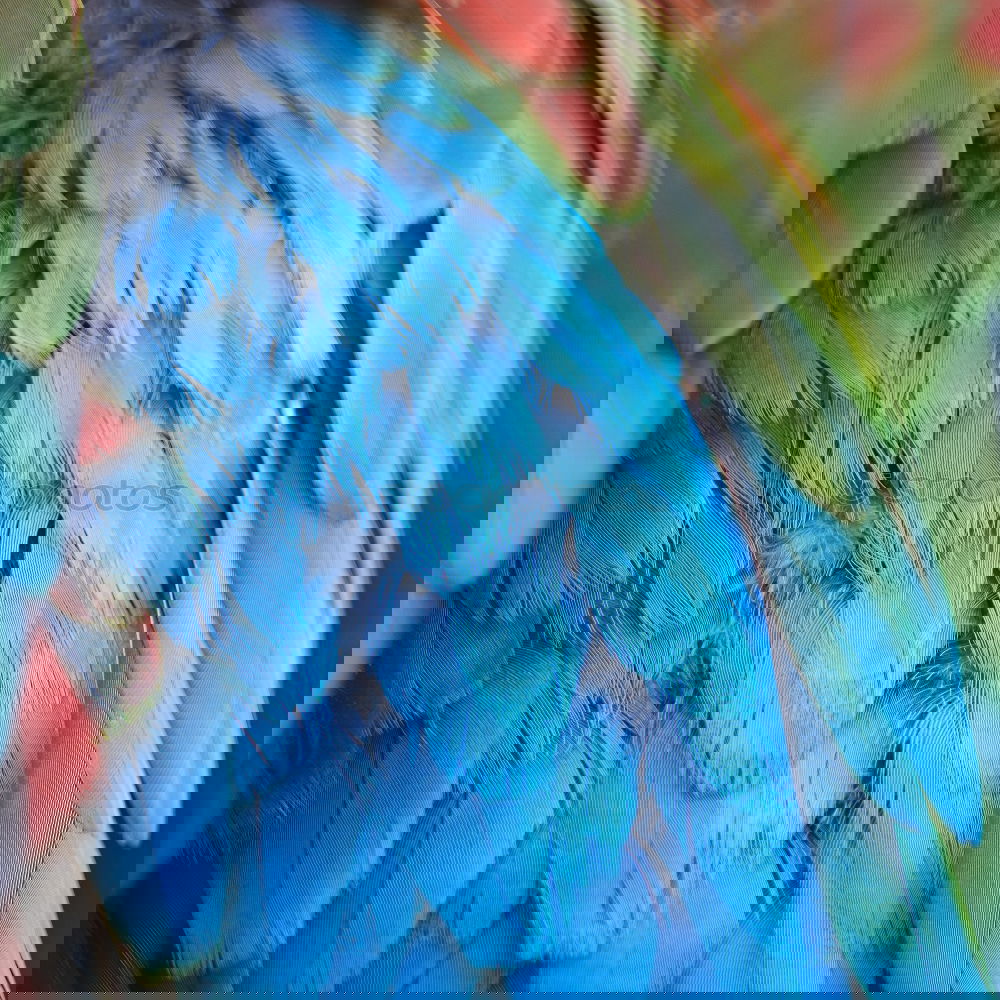Similar – Foto Bild Osterküken Vogel Pfau blau