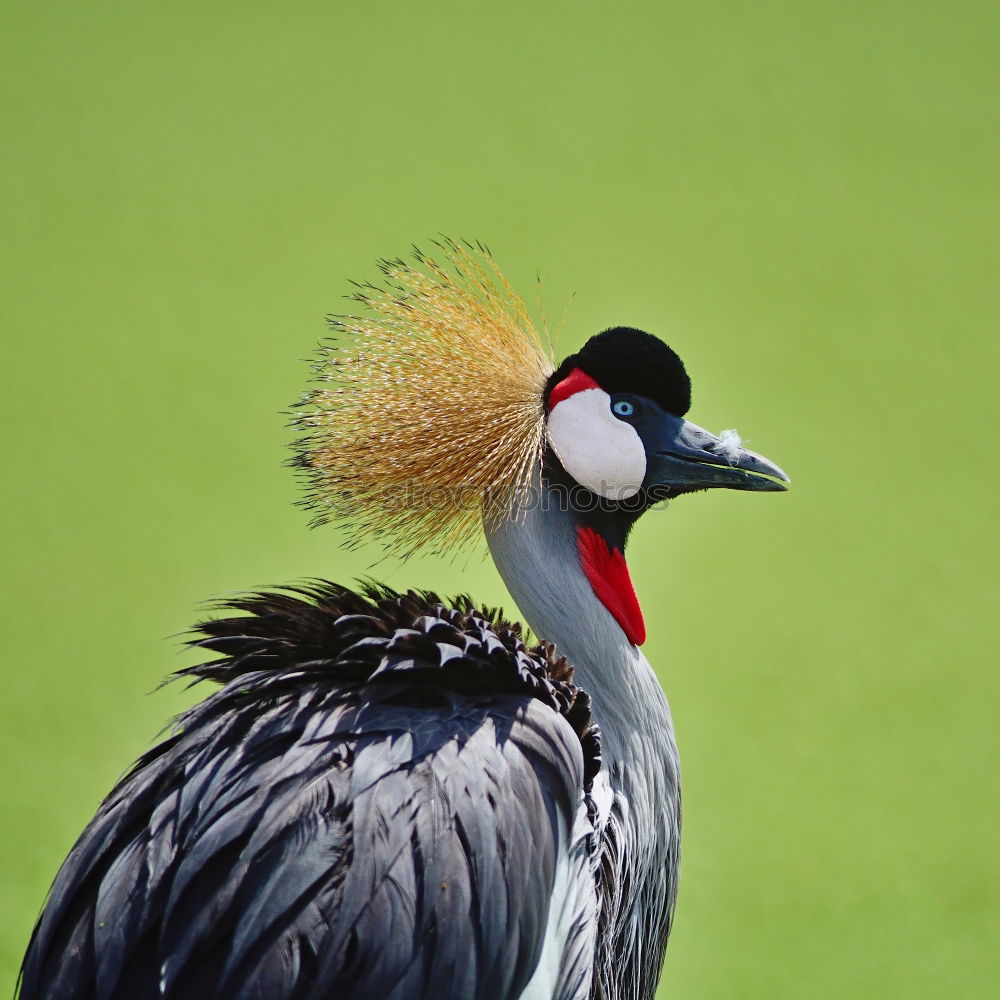 Similar – Schräger Vogel Farbfoto