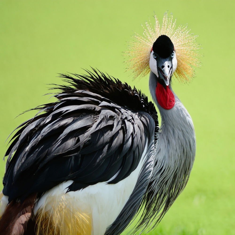 Similar – Image, Stock Photo King of the birds Bird Zoo