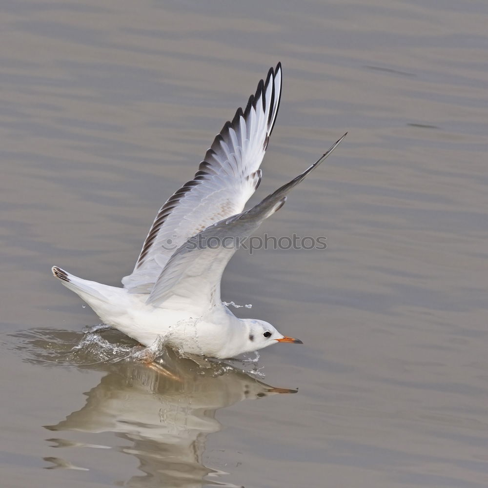 Similar – Foto Bild bird flew by Umwelt Natur