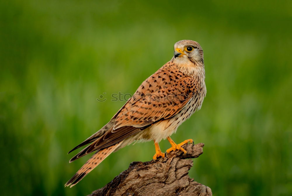 Similar – Image, Stock Photo Common Buzzard Biology