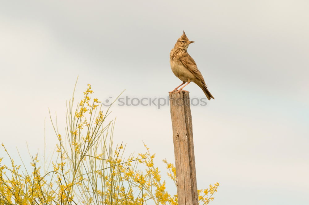 Similar – Image, Stock Photo You must have a bird. Wire