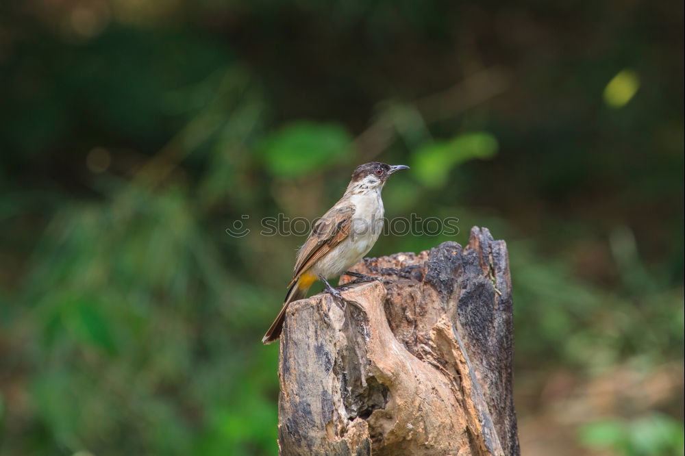 Similar – Image, Stock Photo Thrush in tree Environment