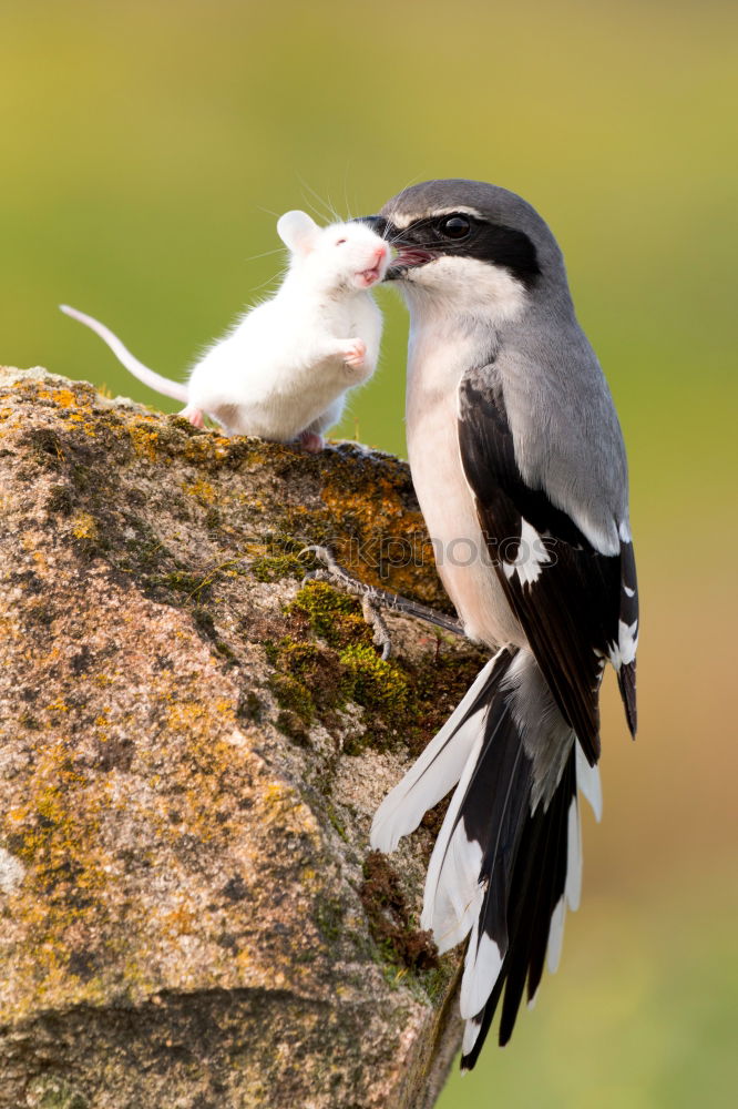 Similar – Great Spotted Woodpecker and Jay