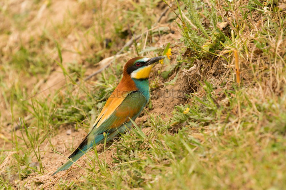 Similar – Image, Stock Photo Wonderful bright bird near stones