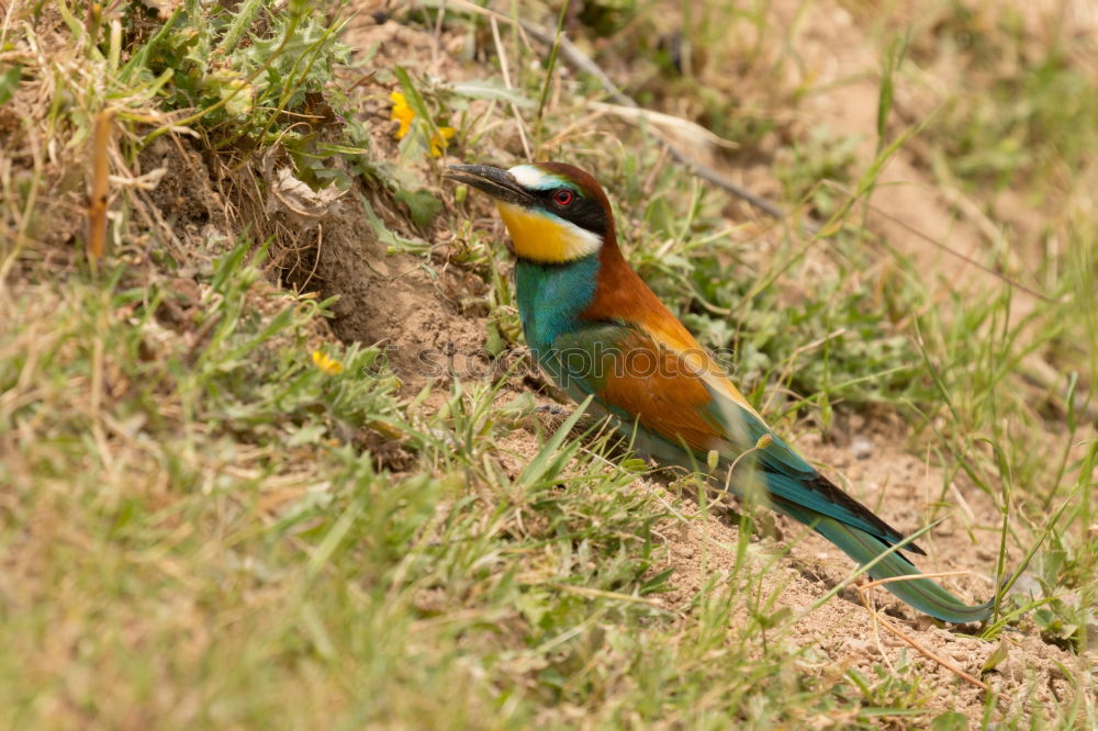 Similar – Image, Stock Photo Wonderful bright bird near stones