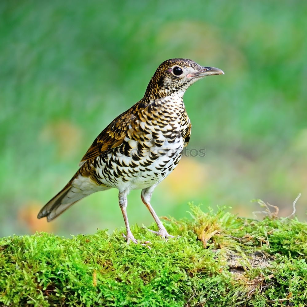 Similar – Image, Stock Photo Big bird Nature Landscape