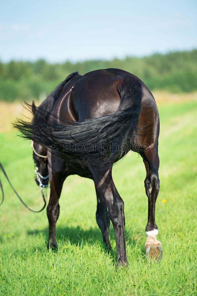 Similar – Image, Stock Photo Half Door Animal