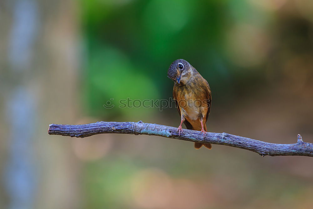 Similar – Kingfisher on Sri Lanka