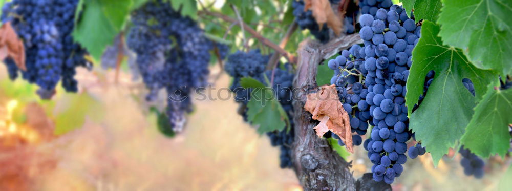 Similar – Image, Stock Photo Wine blue. Nature Esthetic