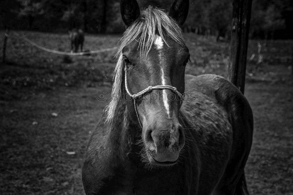 Similar – Foto Bild bourrin Geschirr Reitsport