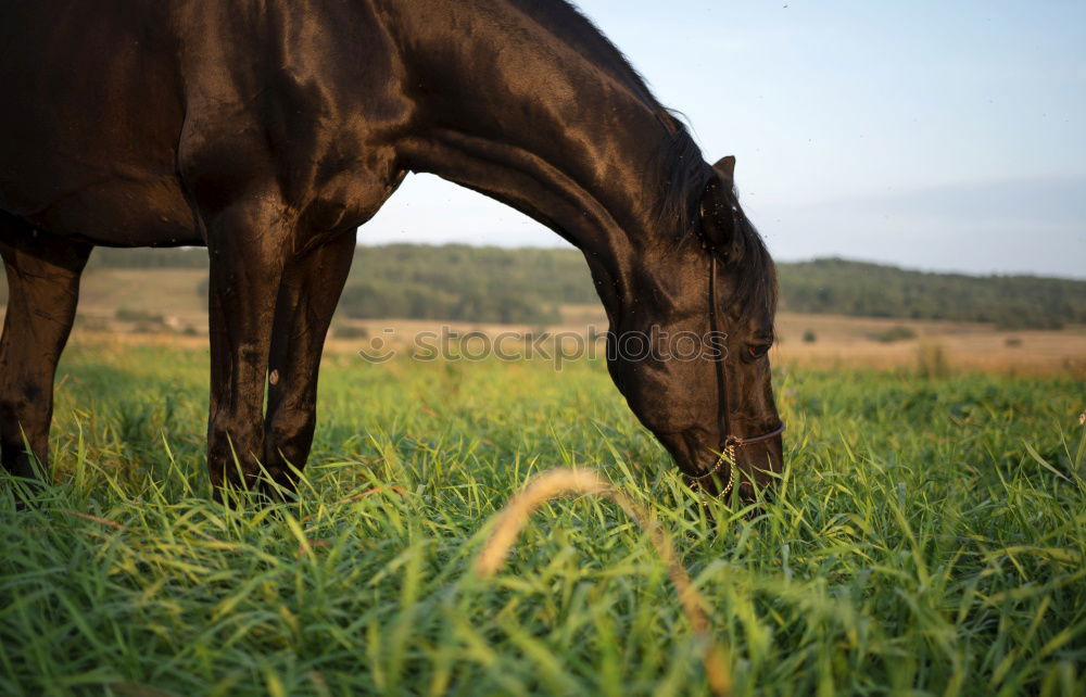 Similar – On a summer’s day. Horse