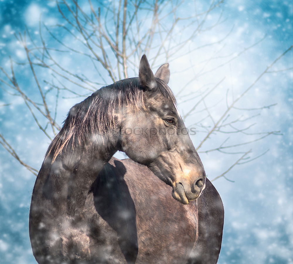 Similar – Image, Stock Photo Horse in snowy paddock