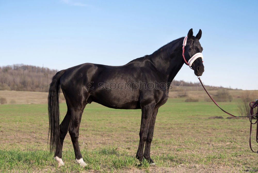 Similar – Foto Bild Schwarzes Pferd mit buntem Herbst Blätter Hintergrund