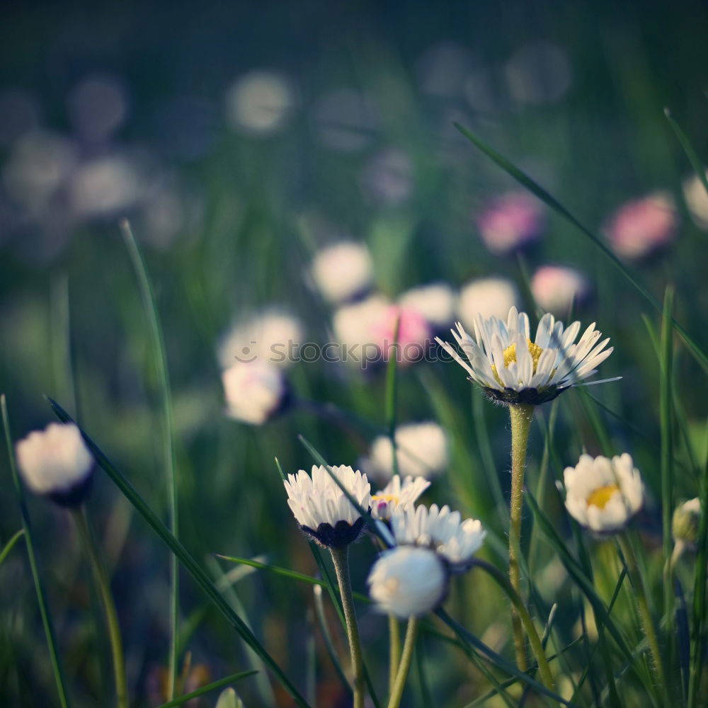 Similar – Weiße Blumen im Wald nahe einer Quelle