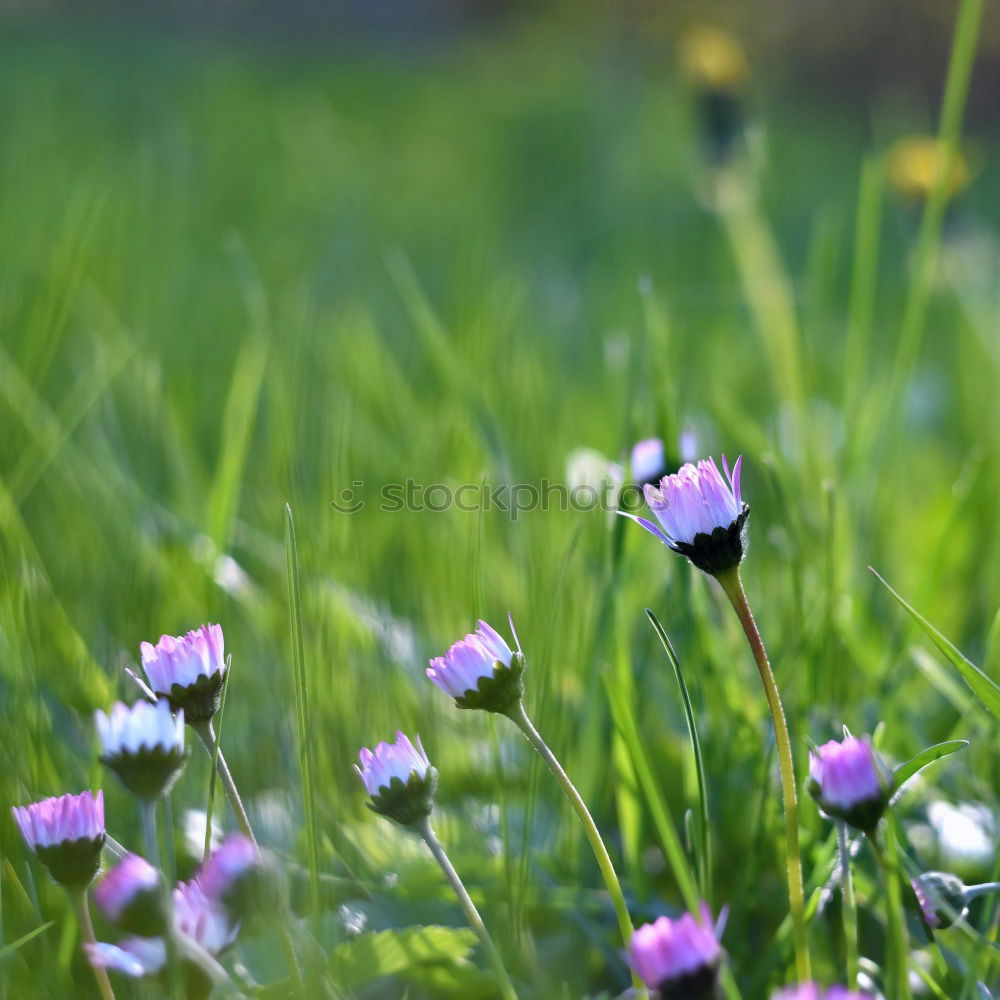 Similar – Frühlingsromantik Wiese