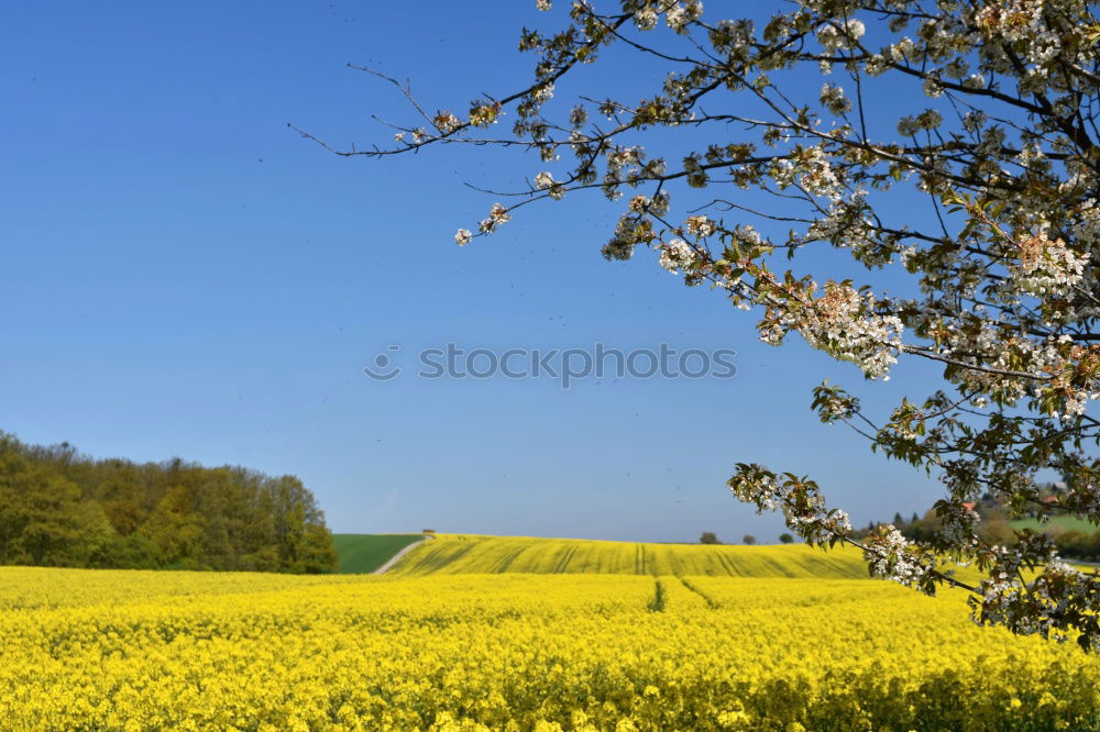 Similar – altes Fachwerkhaus mit Bäumen hinter einem blühenden Rapsfeld