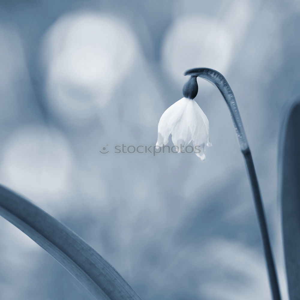 Similar – Image, Stock Photo snowdrops Snowdrop Pure