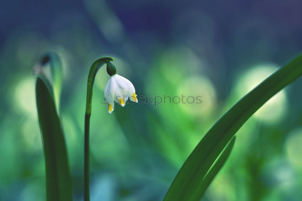 Similar – Image, Stock Photo Seasons | Märzenbecher