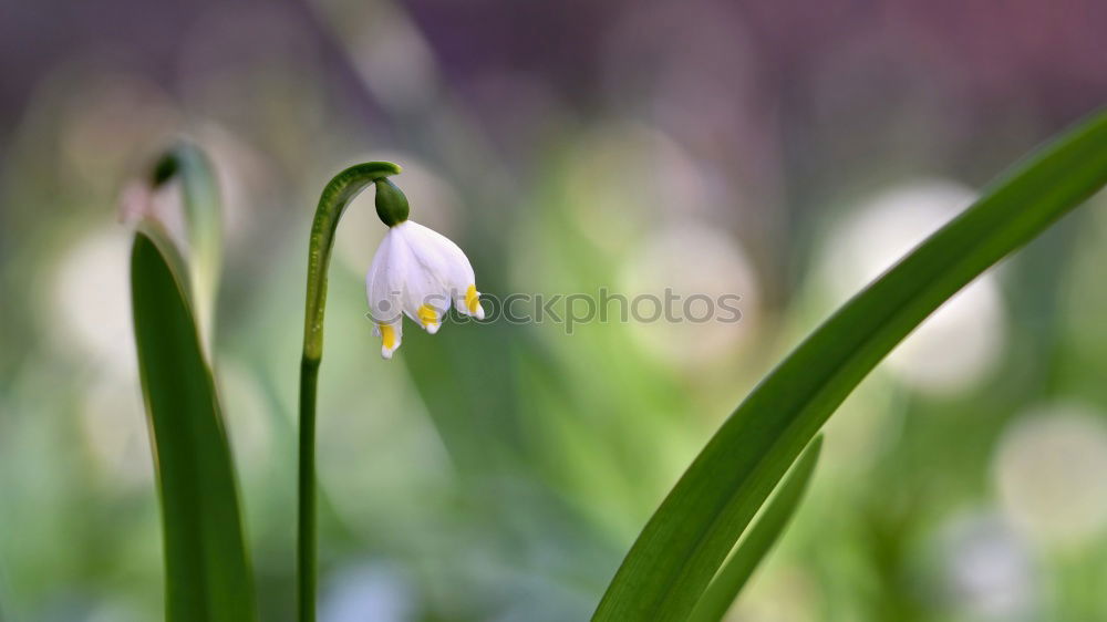 Similar – Image, Stock Photo Seasons | Märzenbecher