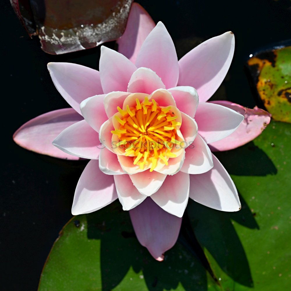 Similar – Image, Stock Photo searosis Rose Water lily