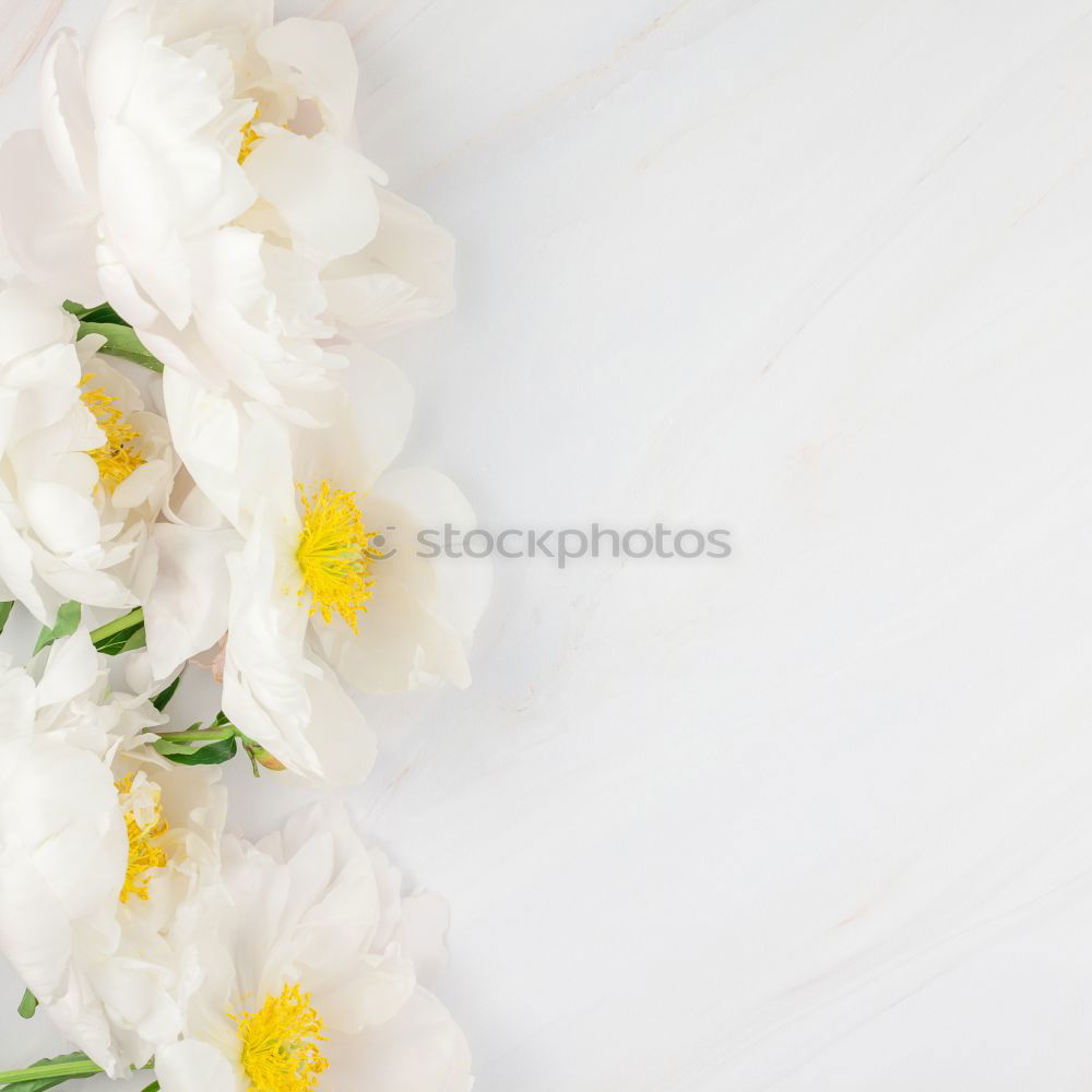 Similar – Image, Stock Photo Colourful tulips in paste colours