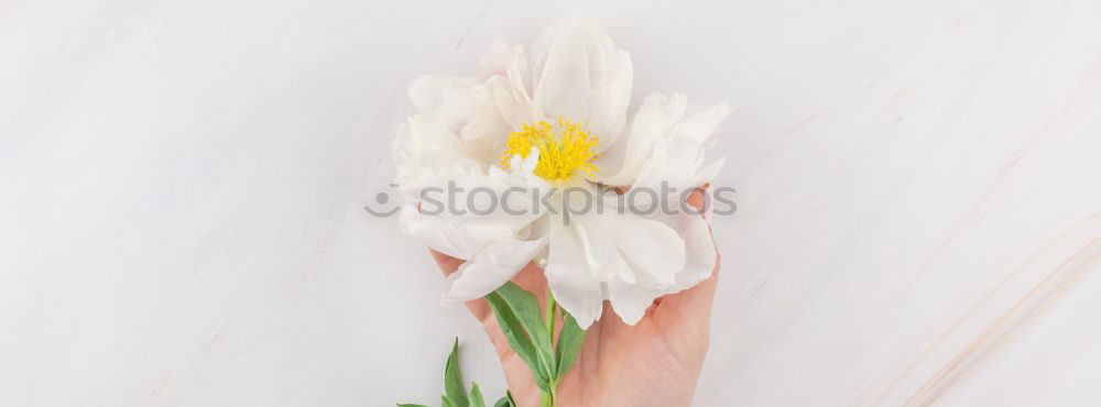 Similar – Perfume in female hands with flowers