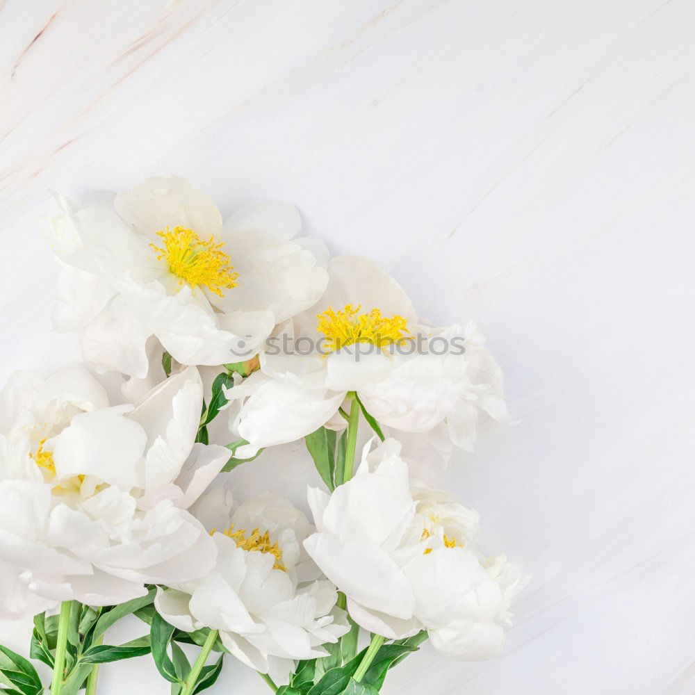 Similar – Image, Stock Photo Make a bouquet of flowers