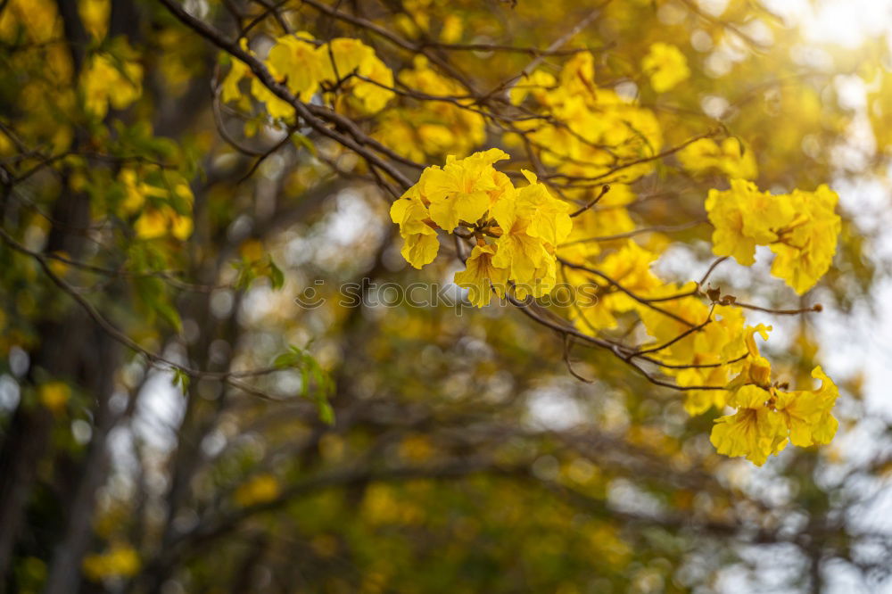 Similar – Image, Stock Photo Yellow! Environment Nature