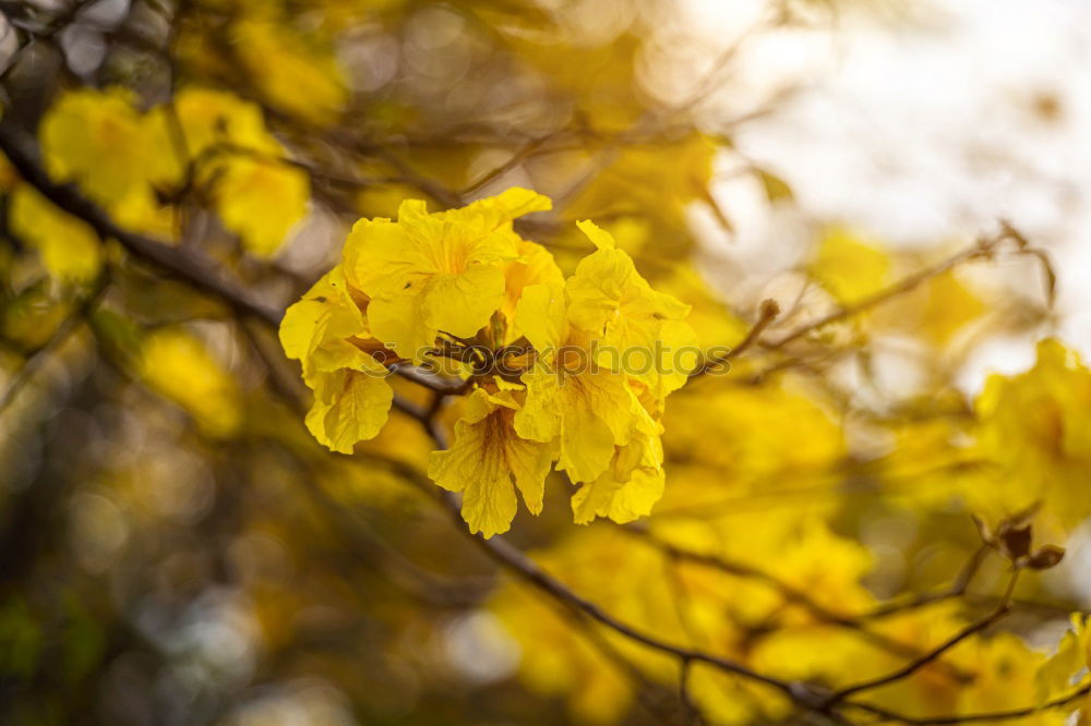 Image, Stock Photo Yellow! Environment Nature