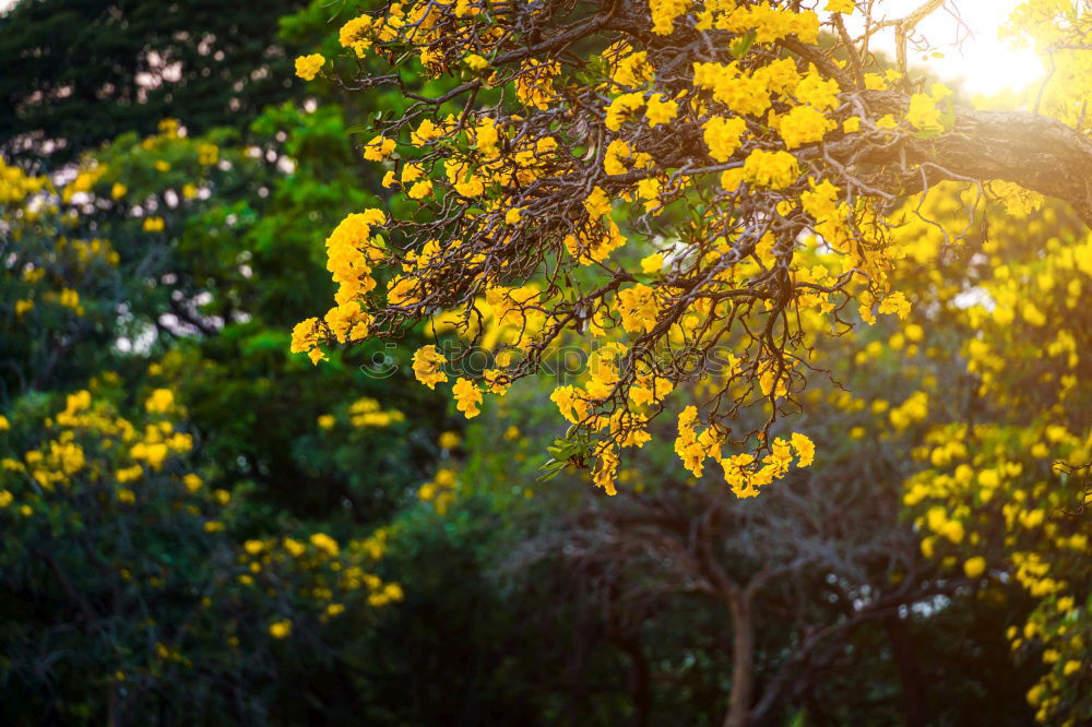 yellow and green Blossom