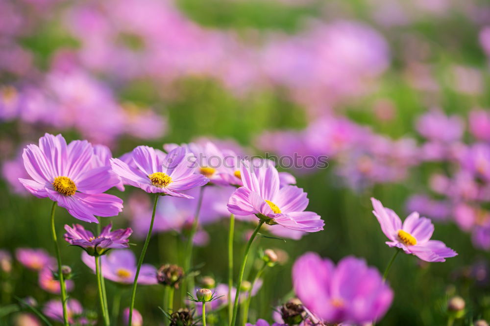 Similar – Image, Stock Photo spring splendour