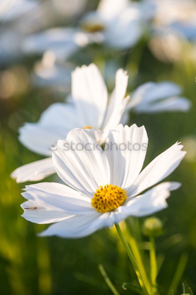 Similar – Image, Stock Photo Daisies at the roadside