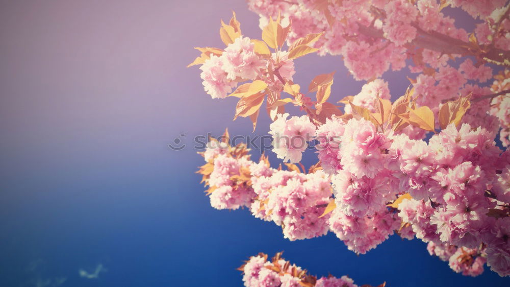 Similar – Image, Stock Photo cherry blossoms Nature