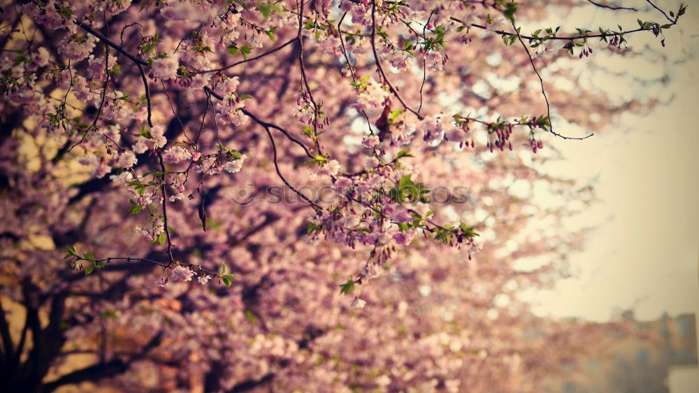 Similar – Foto Bild Es duftet nach Frühling.