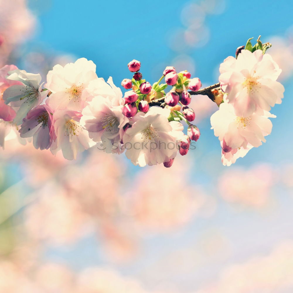 Similar – cherry blossom Environment