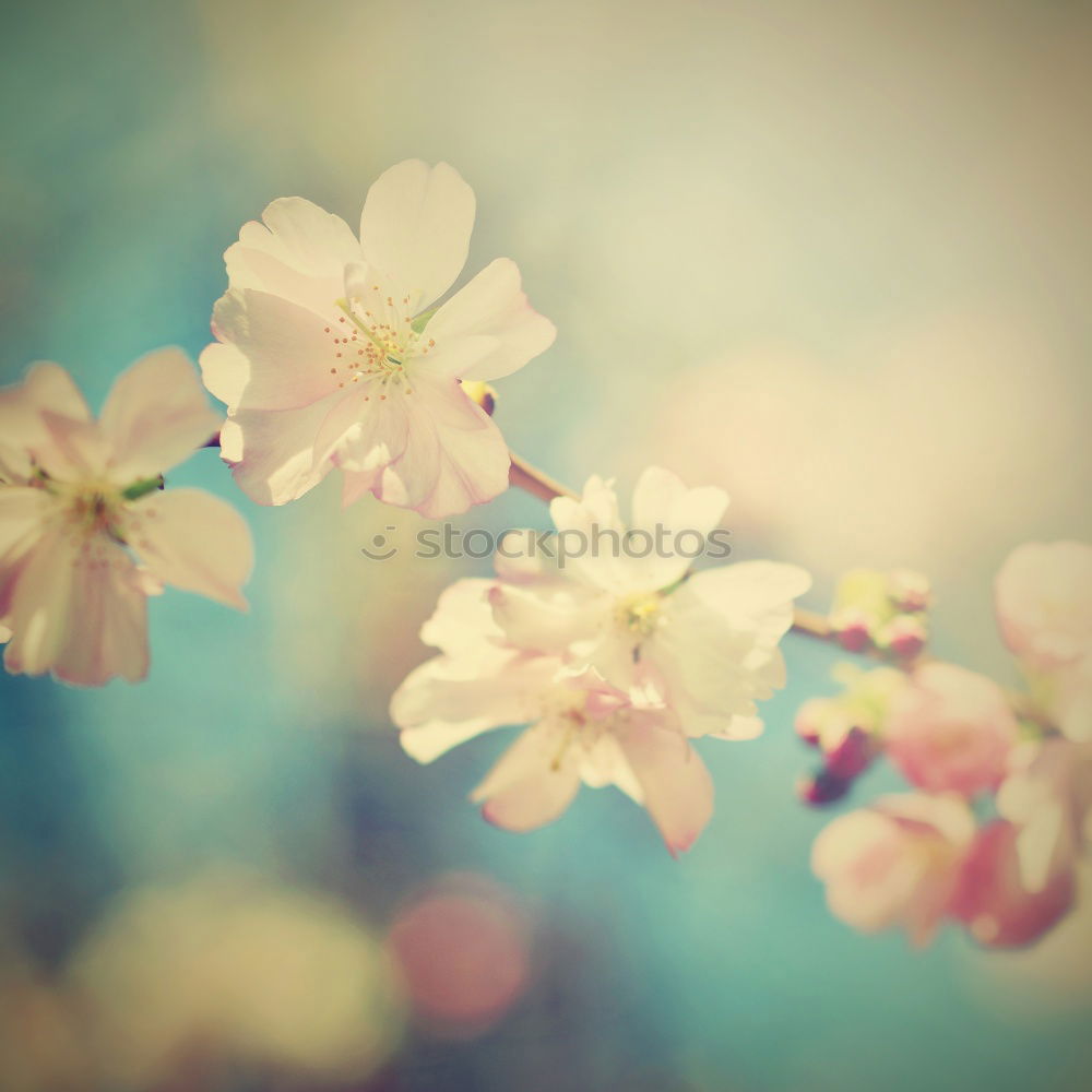 Similar – Image, Stock Photo soft cherry blossom Nature