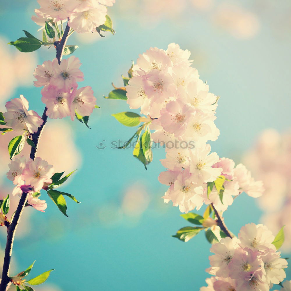 Similar – Image, Stock Photo Krisch blossom Spring