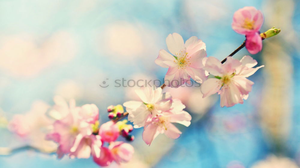 Similar – Image, Stock Photo soft cherry blossom Nature