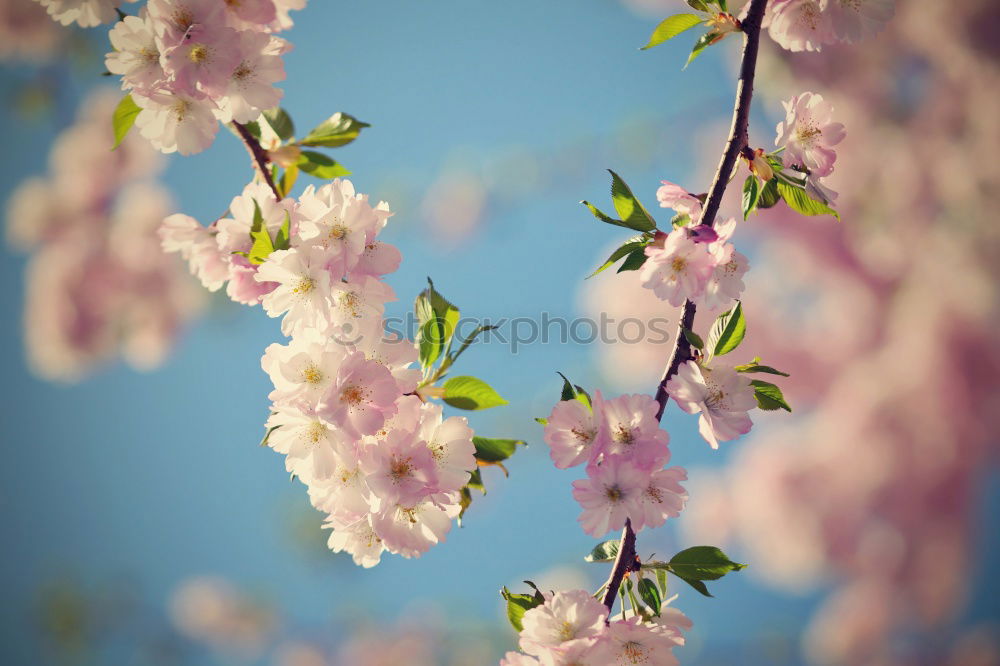 Similar – cherry blossom Spring