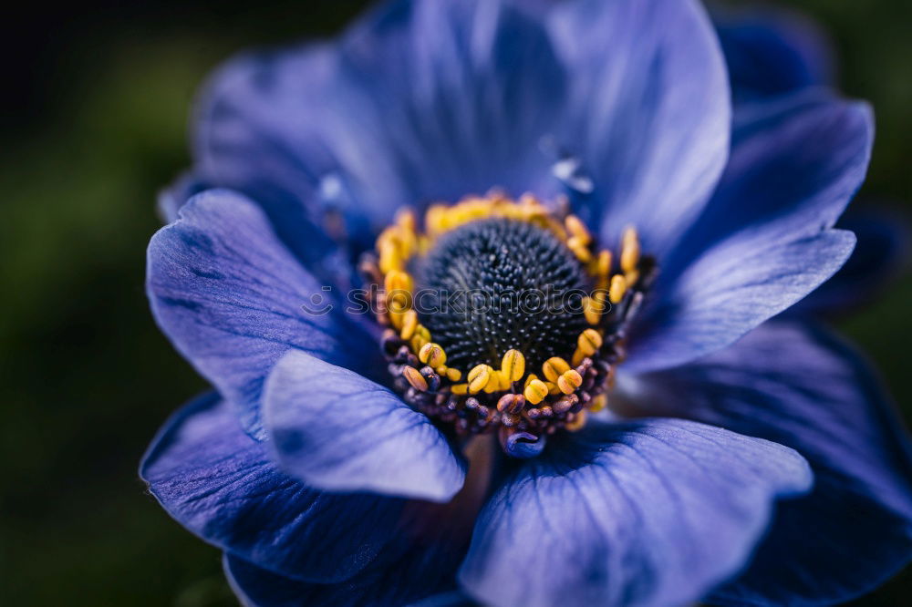 Similar – Blue crown anemone (Anemone coronaria)