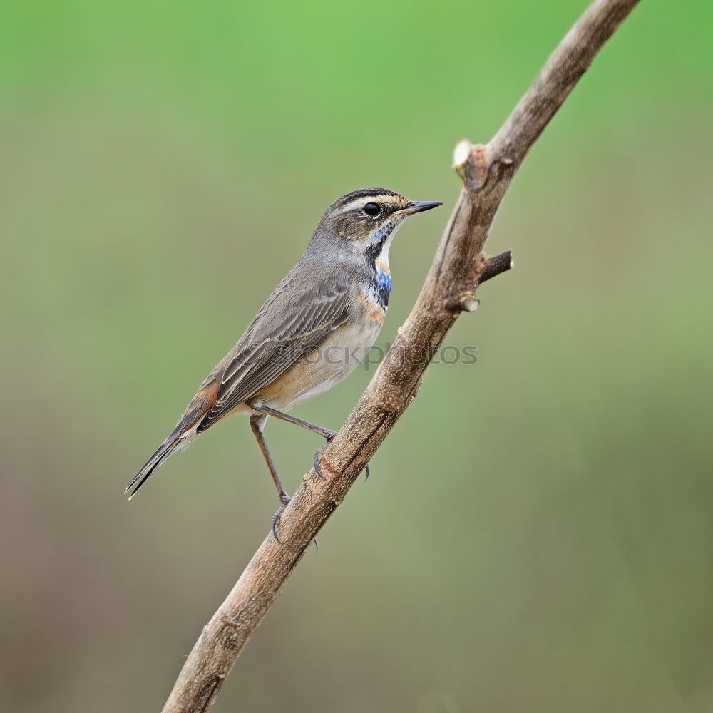 Similar – crested tit perched on small twig