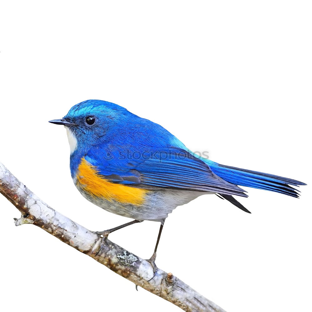 Similar – Blue tit on a branch