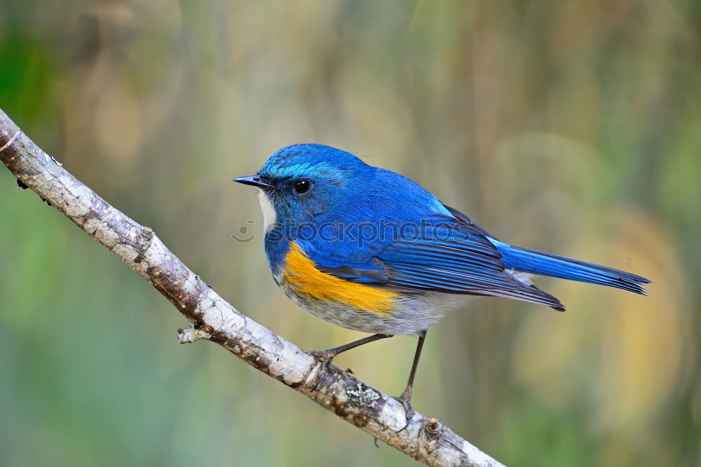 Similar – Image, Stock Photo Blue tit in autumn Nature