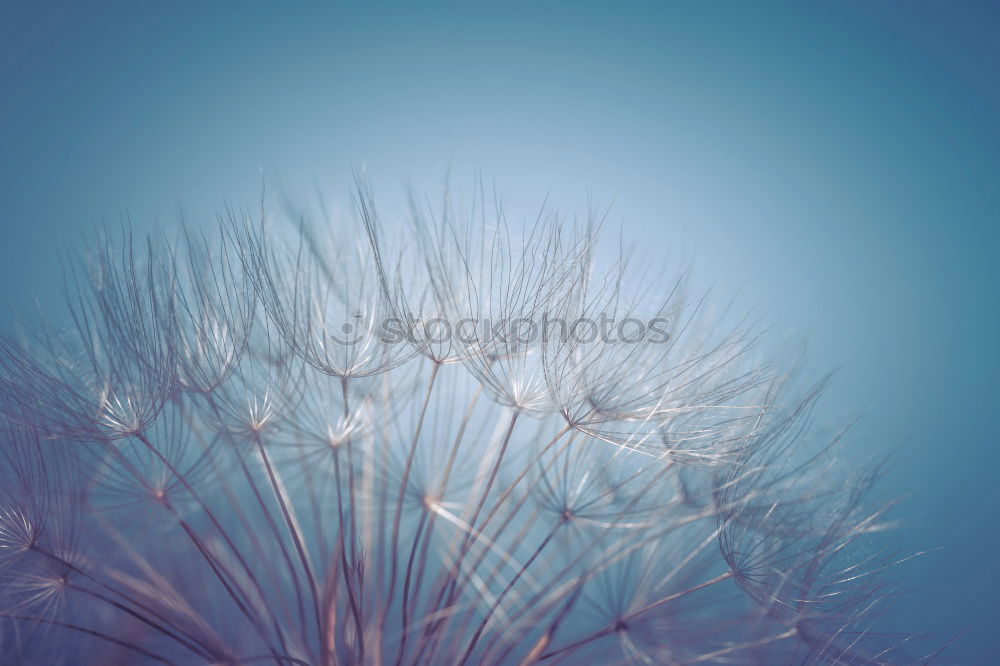 Similar – Image, Stock Photo daisies of the galaxy