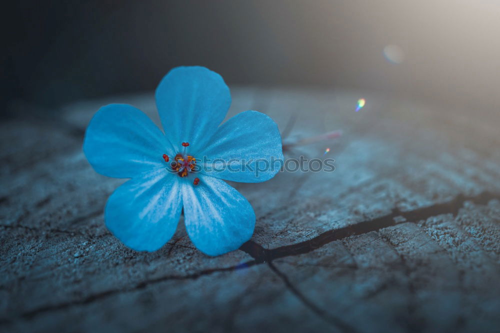 forget-me-not