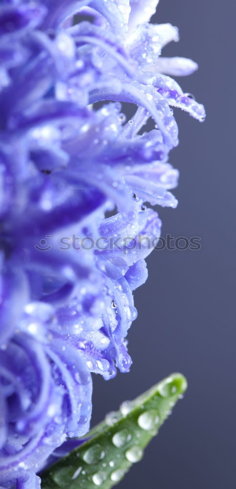 Similar – cornflower blue Flower